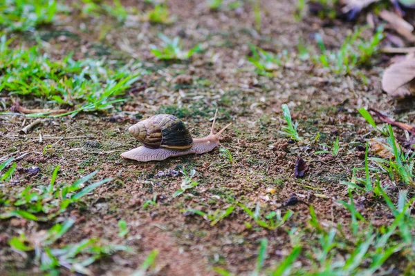 Brown snail crawling on ground close up. — Stock Photo, Image