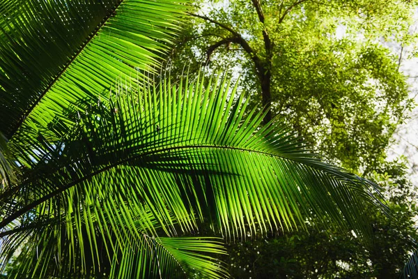 Coconut Tree Palm med skörd ner View — Stockfoto
