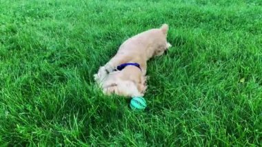 Mutlu erkek köpek yeşil çim üzerinde haddeleme