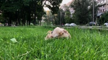 Mutlu erkek köpek yeşil çim üzerinde haddeleme