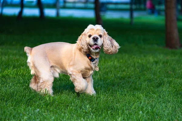 草の中でかわいい犬のジャンプと遊び — ストック写真