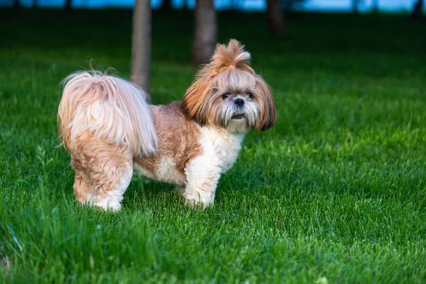 散歩でかわいいシーズー犬の肖像画 — ストック写真
