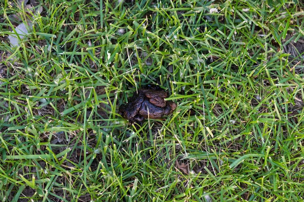 Dog poo or poop on green lawn. — Stock Photo, Image