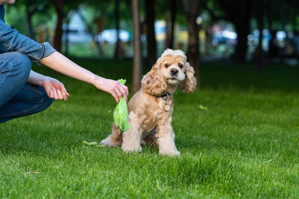 Woman clean shit after cocker spaniel in park — Stockfoto