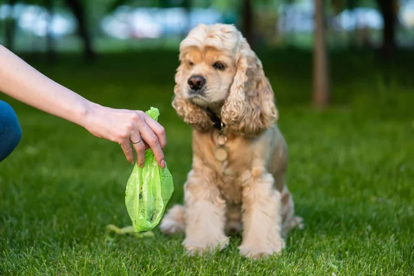 袋の中に犬のたわごとを持つ女性の手 — ストック写真