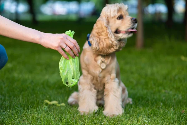 Hand holds bag with pet shit. Picking up dog poop. — Stock Photo, Image