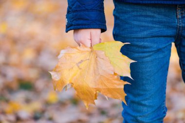Çocuk elinde Sonbahar sarı akçaağaç yaprağı