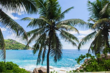 Hindistan cevizi palmiye yaprakları üzerinde Hint okyanus plaj