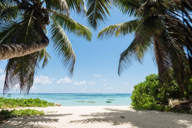 Hindistan cevizi avuç içi ve tekneler ile okyanus manzarası