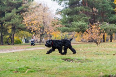 Köpek sonbahar parkında yürüyor. Kırmızı yaka.