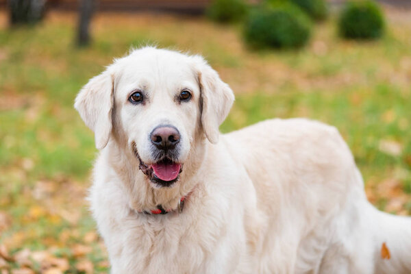 Dog breed Golden Retriever on a walk