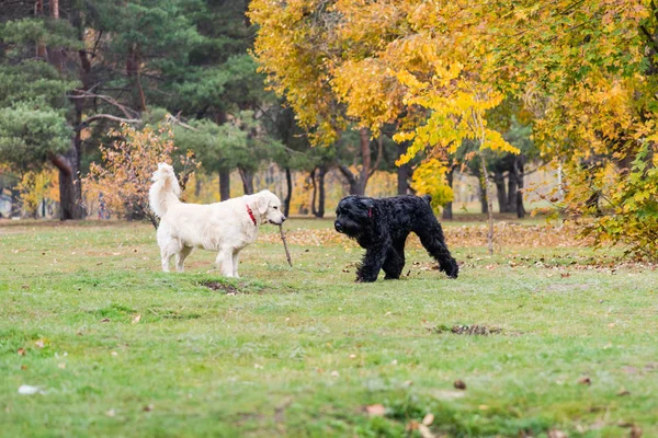 Two dogs are walking in autumn park