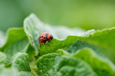 Patates yapraklı küçük kırmızı Colorado böceği.