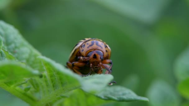 Colorado beetle bug move tentacles close up — Stock Video