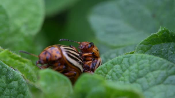 Macro twee colorado kevers op elkaar — Stockvideo