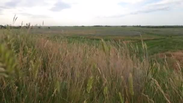 Paisagem de grama verde, espiguetas e céu — Vídeo de Stock