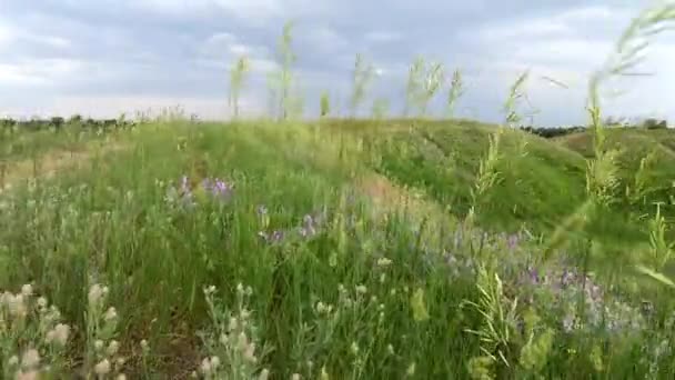 Ucrania paisaje natural con espiguillas y trébol — Vídeos de Stock