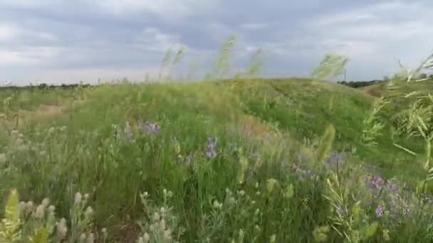 Zielony krajobraz z kwiatami w Mavrinsky majdan — Wideo stockowe