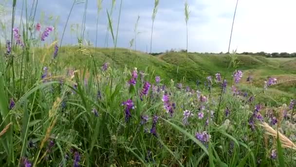 Dzikie orchidee kwiaty krajobraz w Mavrinsky majdan — Wideo stockowe