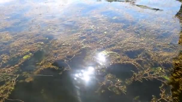 Zonneschijn aan het wateroppervlak van de rivier — Stockvideo