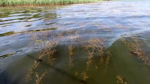 Rośliny algi poruszają się na powierzchni wody rzecznej — Wideo stockowe