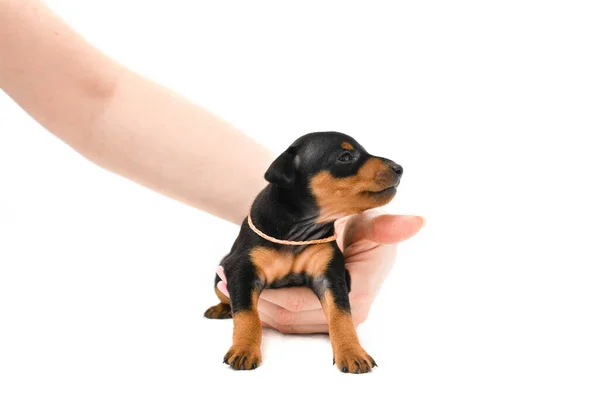 Miniatuur Pinscher Puppy Snuivend Een Witte Achtergrond Vrouwelijke Handen Zachtjes — Stockfoto