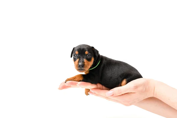 Miniatuur Pinscher Puppy Snuivend Een Witte Achtergrond Pup Ligt Handpalm — Stockfoto