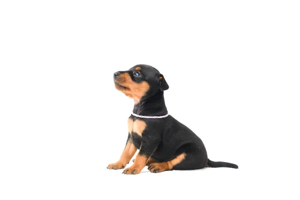 Miniatur Pinscher Puppy Duduk Latar Belakang Putih Tampilan Samping — Stok Foto