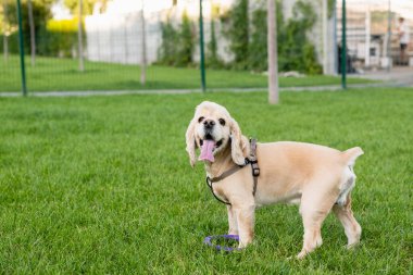Amerikan cocker spaniel 'i şehir parkında yeşil çimlerin üzerinde duruyor. Köpek dinleniyor. Yüksek kalite fotoğraf