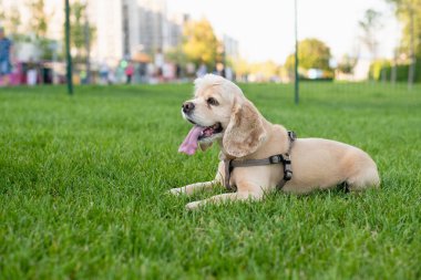 Amerikan cocker spaniel 'i şehir parkında yeşil çimlerin üzerinde yatıyor. Arka planda gün batımı. Köpek dinleniyor. Yüksek kalite fotoğraf