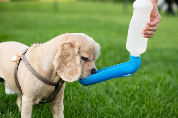 Pemilik Anjing Memberikan Air Kepada Anjingnya Dari Mangkuk Minuman Sambil — Stok Foto