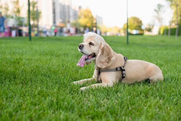 Amerikansk Cocker Spaniel Ligger Grönt Gräs Stadspark Solnedgång Bakgrunden Hunden — Stockfoto