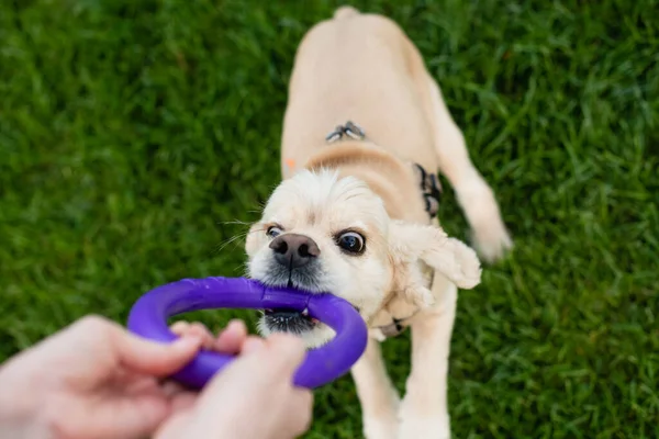 Pemiliknya Bermain Dengan Anjingnya Taman Kota Tangan Wanita Memegang Mainan — Stok Foto