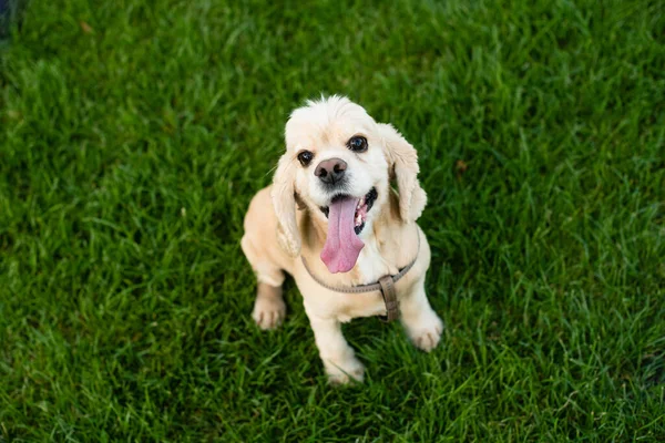 Cocker Spaniel Estadounidense Sienta Sobre Hierba Verde Parque Ciudad Perro —  Fotos de Stock