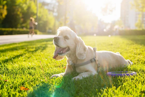 Amerikan Cocker Spaniel Şehir Parkında Yeşil Çimlerin Üzerinde Yatıyor Arka — Stok fotoğraf