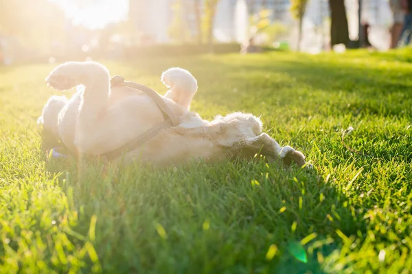アメリカのコッカー スパニエルが市内の公園で緑の芝生の上を転がっている 背景の夕日 幸せな犬は背中に横たわっている — ストック写真