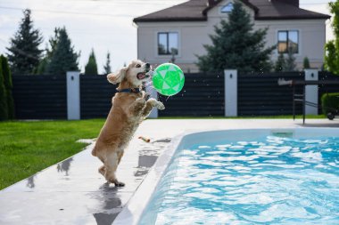 Güneşli bir günde, arka bahçedeki havuzda yeşil bir top yakalamak için atlayan ıslak, altın renkli köpek. Su damlacıklarıyla aksiyon sahnesi.