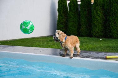 Bahçe bahçesinde güneşli bir yaz günü su sıçrayan yeşil bir topu yakalamaya çalışırken havuz kenarında sıçrayan altın cocker spaniel köpeği.