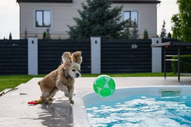 Güneşli bir günde, arka bahçedeki havuzda yeşil bir top yakalamak için atlayan ıslak, altın renkli köpek. Su damlacıklarıyla aksiyon sahnesi.