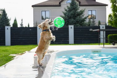 Altın cocker spaniel köpeği mavi yakalı, güneşli bir günde bahçedeki havuzda yeşil bir top yakalamak için yükseğe zıplıyor..