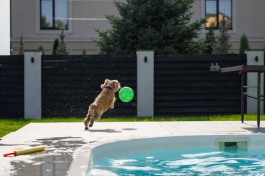 Islak altın cocker spaniel köpek, güneşli bir yaz gününde arka bahçede yeşil bir topu kovalarken su sıçratarak havuz kenarına sıçrıyor..
