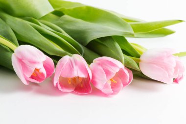 Pembe taze parlak lale yeşil yaprakları ile beyaz, kapanışta doldu
