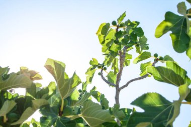 incir ağacı üzerinde