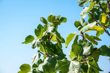 incir ağacı üzerinde