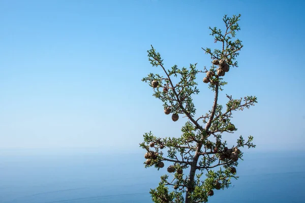 地中海塞上的柏树 — 图库照片
