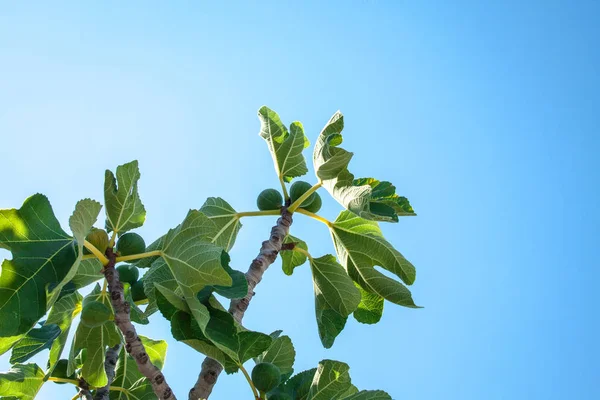 incir ağacı üzerinde
