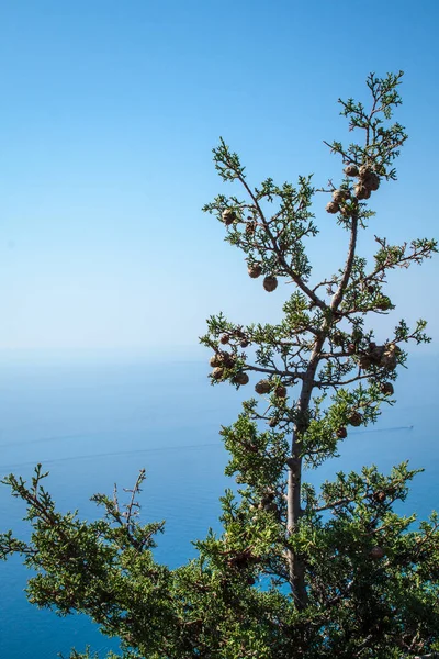 Akdeniz üzerinde selvi, vie