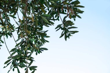 Olea europaea, Rodos Adası üzerinde yaşlı bir ağaç