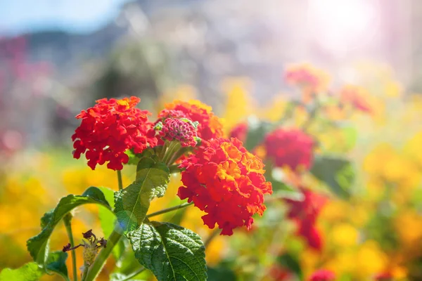Kolorowe Lantana Camara Kwiaty — Zdjęcie stockowe