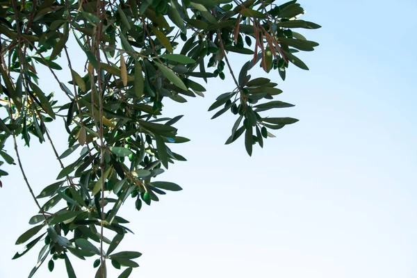 Olea Europaea Uma Árvore Velha Ilha Rhodos — Fotografia de Stock